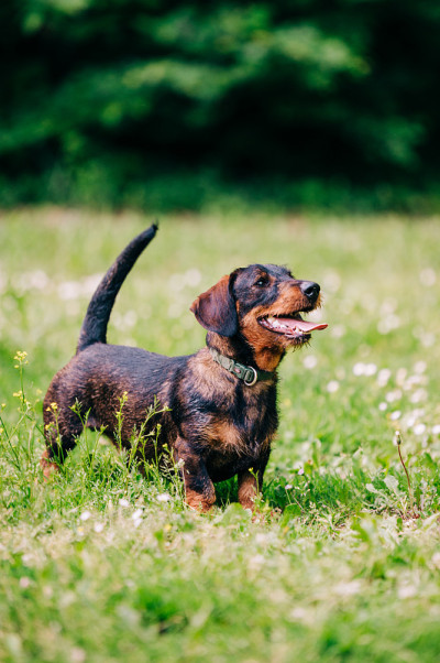 腊肠犬又称腊肠犬或腊肠犬。