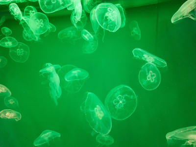 水族馆里的海水水母