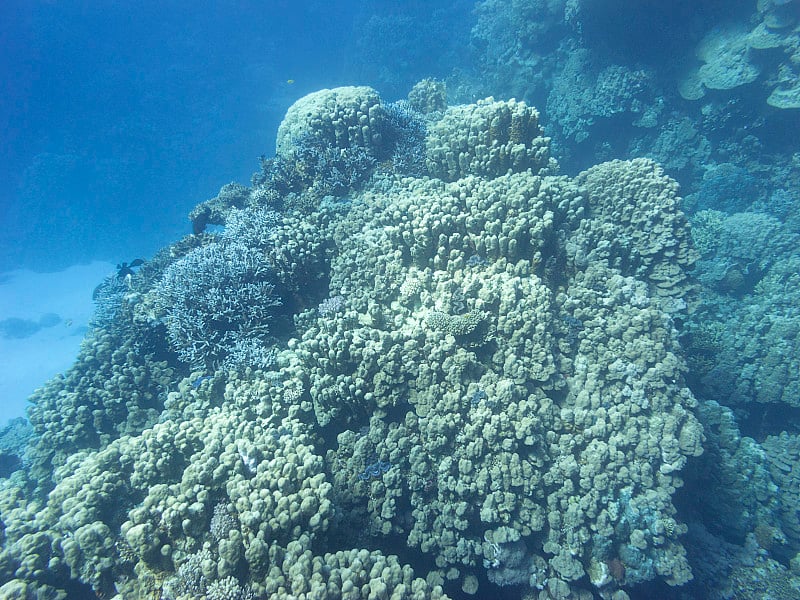 热带海底多彩的珊瑚礁，水下景观