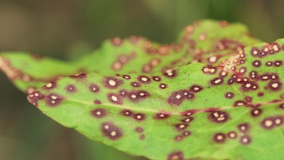 被真菌损坏的植物叶子。孢囊菌科是囊真菌的一个科。它们影响许多常见的植物，如桉树、桃金母科和变形科。树