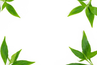 有复制空间的栾树枝条的俯视图。