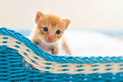 篮子里的小猫。小猫在家里。