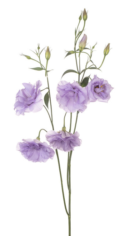 花孤立