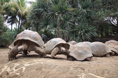 亚达伯拉巨龟，Dipsochelys gigantea，毛里求斯，印度洋，非洲