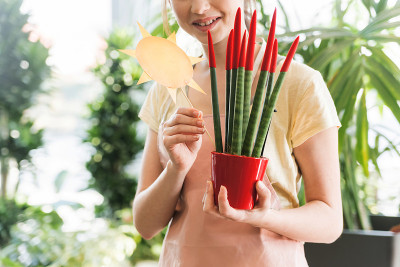 装饰热带植物
