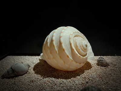 以沙粒为背景的海洋生物