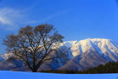 岩手山樱桃树