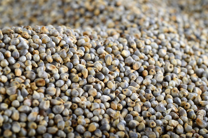 珍珠粟(Bajra)为背景。关闭了。