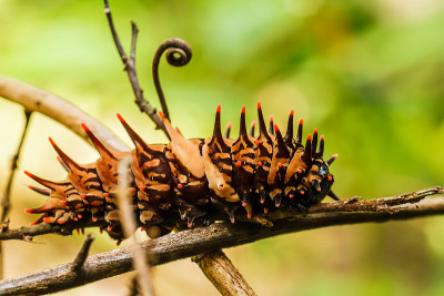 卡特彼勒黄金birdwing
