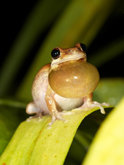 咩咩叫树蛙(Litoria dentata)
