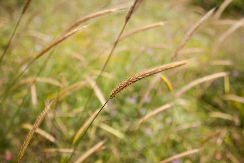 阔叶杂草