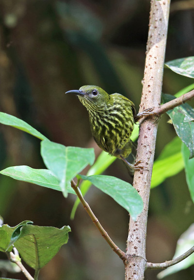 Purple-naped Spiderhunter