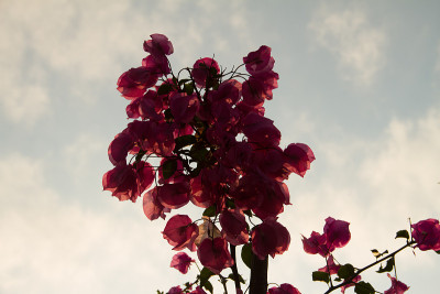 Silhoute花