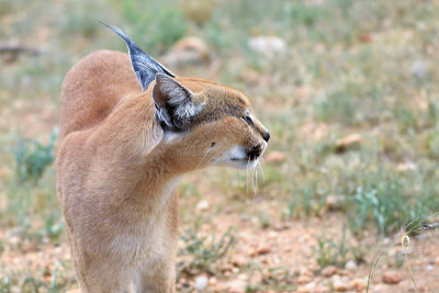 纳米比亚的野猫肖像
