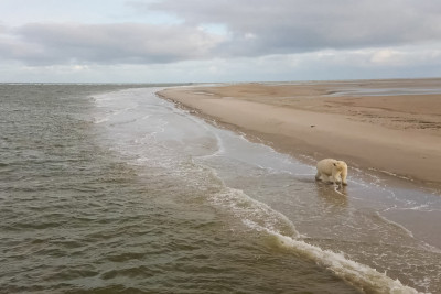北极熊在冻土带的海边。