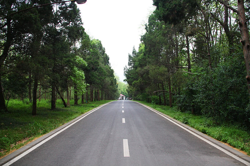 中国的道路和一排树。南京。江苏