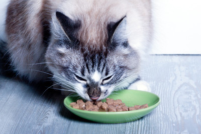 猫吃