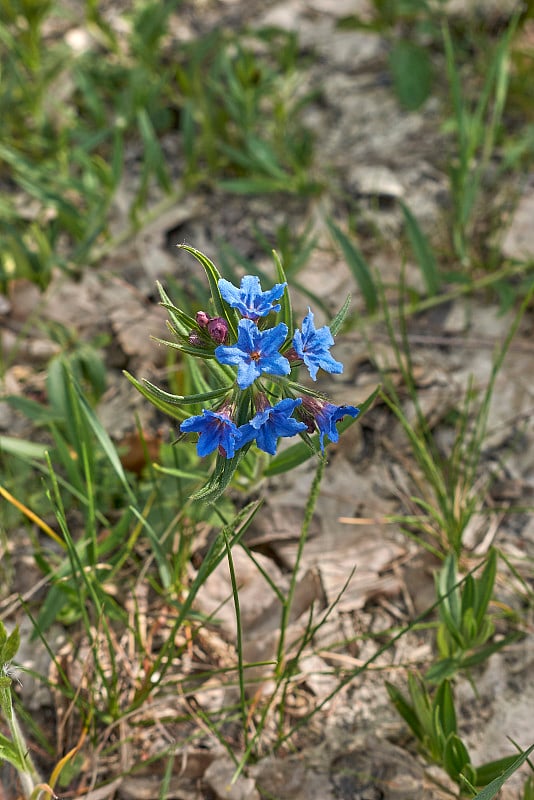 紫草purpurocaeruleum