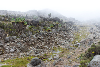 在非洲坦桑尼亚的乞力马扎罗山徒步旅行路线上，一条沿着山谷而下的小河上排列着巨大的乞力马扎罗山(乞力马