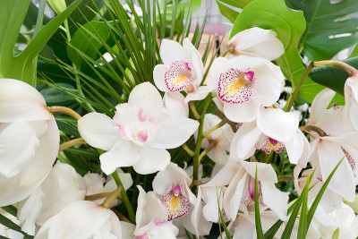 白兰花枝