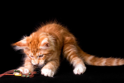 可爱可爱的缅因猫在黑色的背景。