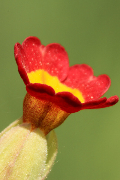 黄花九轮草宏