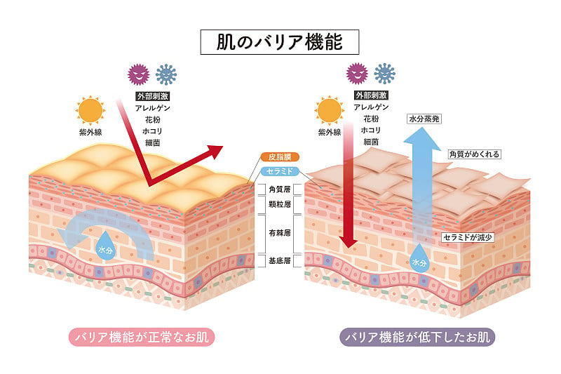 Cross section of the skin 5