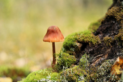 在秋天的森林里，青苔上的蘑菇呈绿色背景