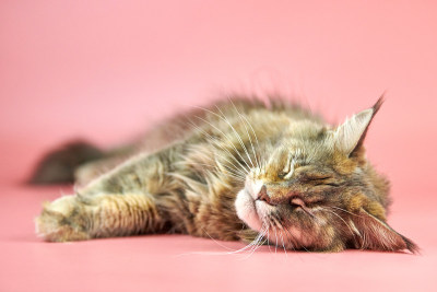 正在睡觉的缅因猫
