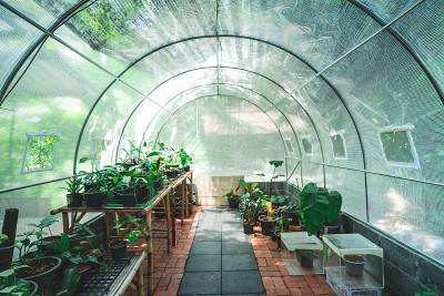植物园艺在植物温室内，用园艺光生长，室内栽培生长室内玻璃种植，热带叶棕榈树生长内异国栽培