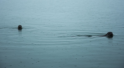 海豹游泳