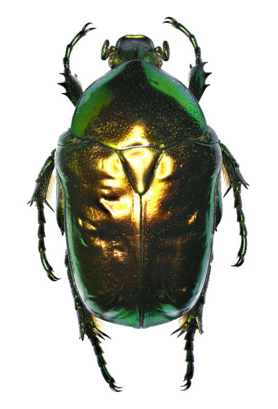 花Chafer Protaetia on white背景- Protaetia (Cetonisch