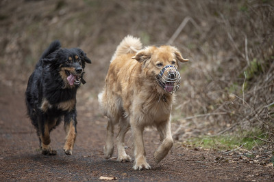 来自德国的hovawart护卫犬