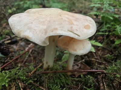 蘑菇