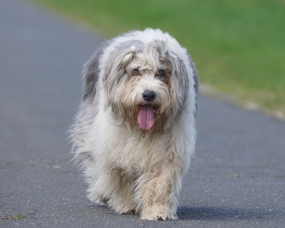 长胡子的牧羊犬走在柏油跑道上