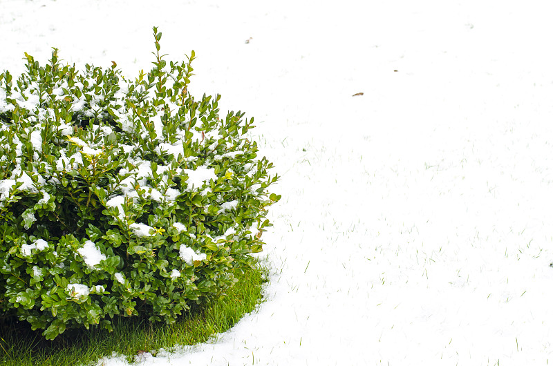 绿枝下有雪的观赏植物