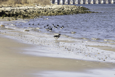 Lone Brant Goose在海滩1号，琼斯海滩州立公园，纽约