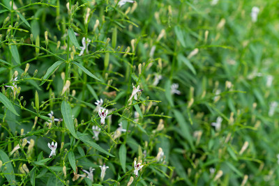 草本植物抗病毒，穿心莲属植物