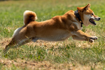 柴犬在球场上进行饵跑比赛