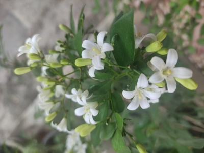 紫檀花盛开