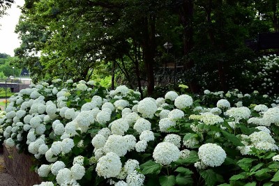 绣球花