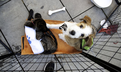 废弃的猎犬