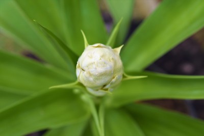 丝兰棕榈开花