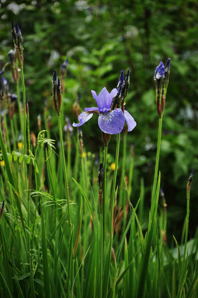 虹膜雨后花