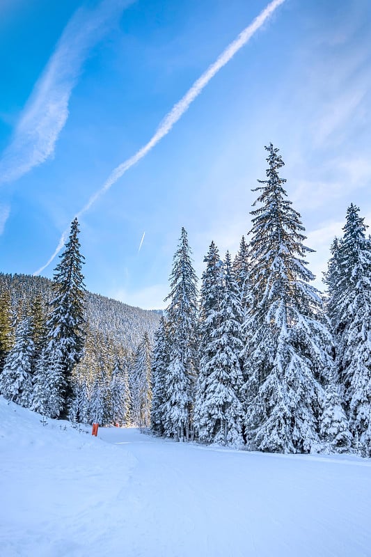 滑雪胜地班斯科，保加利亚，山坡上的森林