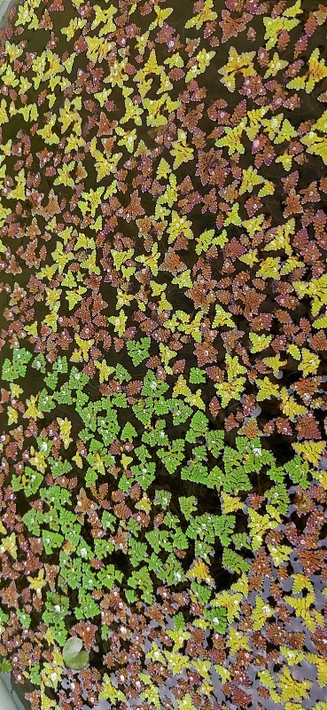 在花园的池塘里漂浮着蚊子、蕨类植物或杜鹃