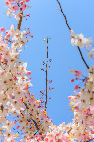 桂花在蓝天
