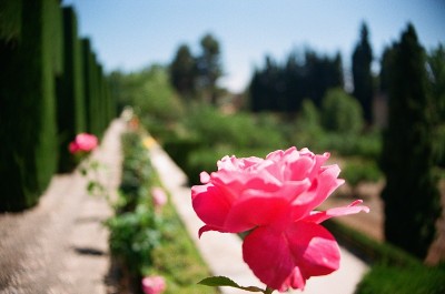 花