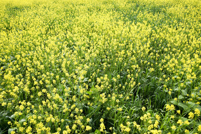 油菜籽。黄油菜花，田野风景。
