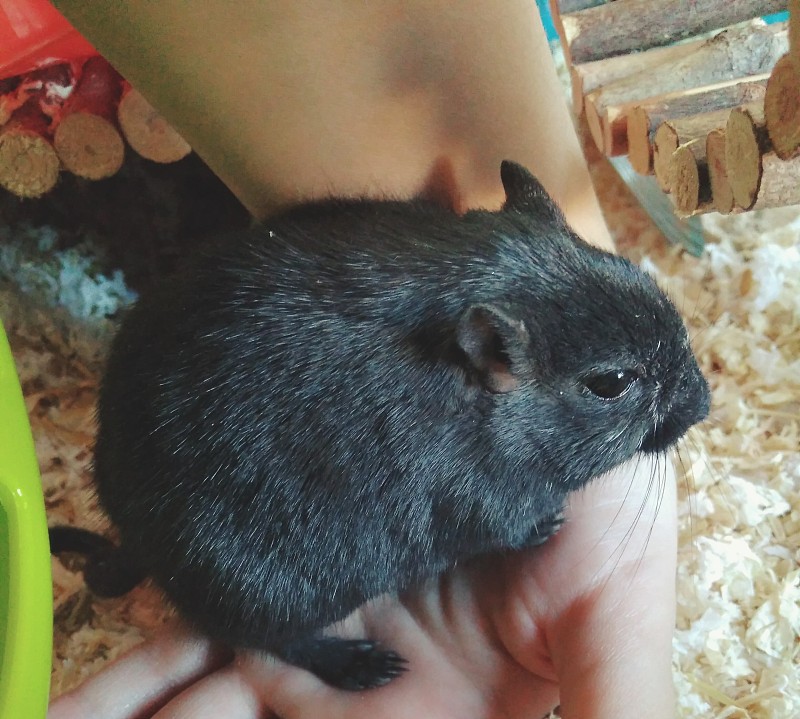 沙鼠
